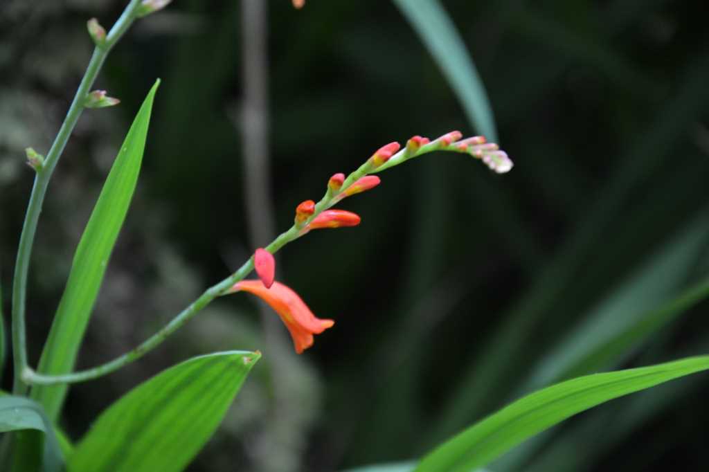 DSC_5712Mittel_.JPG